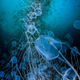 Illustration for article titled The Best Underwater Photographs of 2016 Are Out of This World